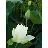 thanhluongvt