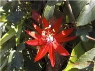 Buồn trong kỷ niệm