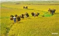 Tổng hợp các ca khúc Quê hương