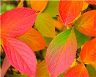 Những bản nhạc kh&ocirc;ng lời