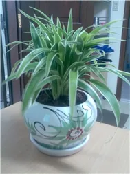 Ngọc Lan - Những Tình Khúc Ngọt Ngào. HLam