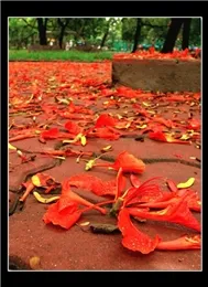 Anbum - Những Ca Khúc Trữ Tình Về Trường Lớp