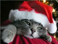 Warm & Fuzzy X'Mas in mah ♥