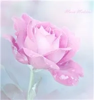 V.A - Gửi Người Phụ Nữ Tôi Yêu (8/3)