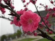 Đi tìm câu hát lý thương nhau