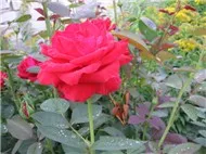 Những Mùa hoa bỏ lại