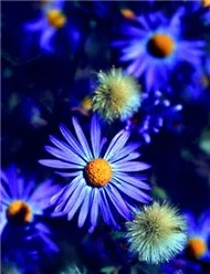 B&Agrave;I H&Aacute;T C&Ugrave;NG GIỌNG CA BẤT TỬ