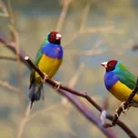 NHẠC T&Igrave;NH VUI