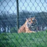 lonely_tiger