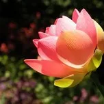 Thập Thiện Nghiệp