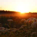 Cẩm Ly - Tuyệt Khúc Song Ca