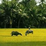 H&aacute;t Về Qu&ecirc; Hương T&ocirc;i