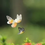 Cánh Bướm Vườn Xuân
