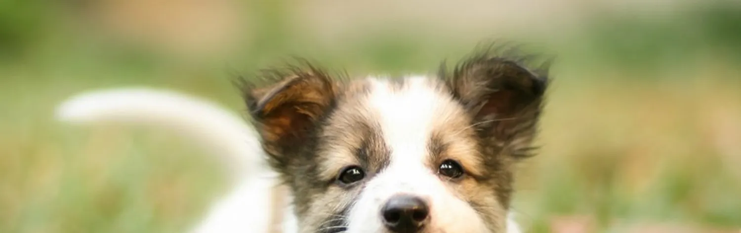 Puppy